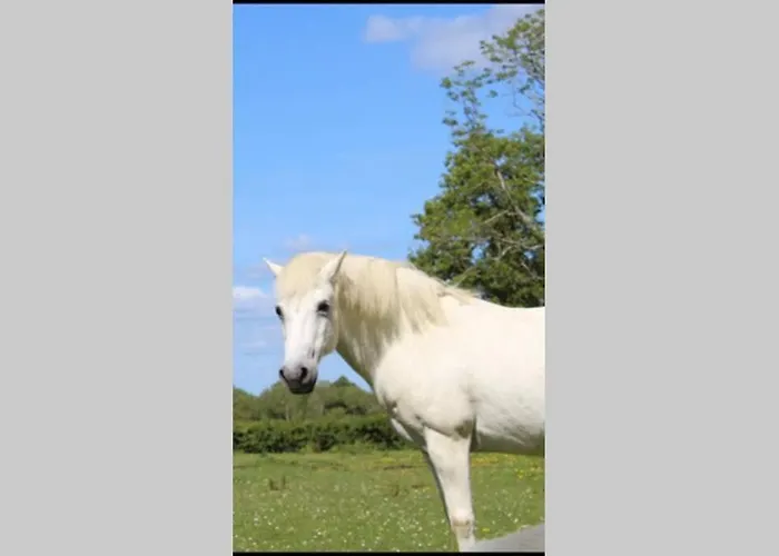 Ferienhaus Queenies Kilkenny